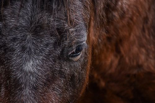 Die Seele auf einen Blick