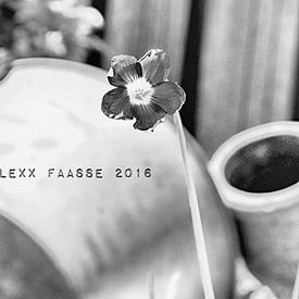 SHAMROCK FLOWERING BW (ALEXX FAASSE, 2016) van Alex Faasse