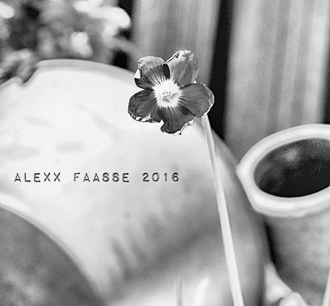 SHAMROCK FLOWERING BW (ALEXX FAASSE, 2016) van Alex Faasse