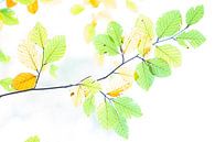 beech leaves by Ria Bloemendaal thumbnail