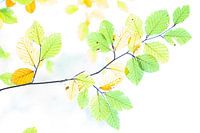 beech leaves