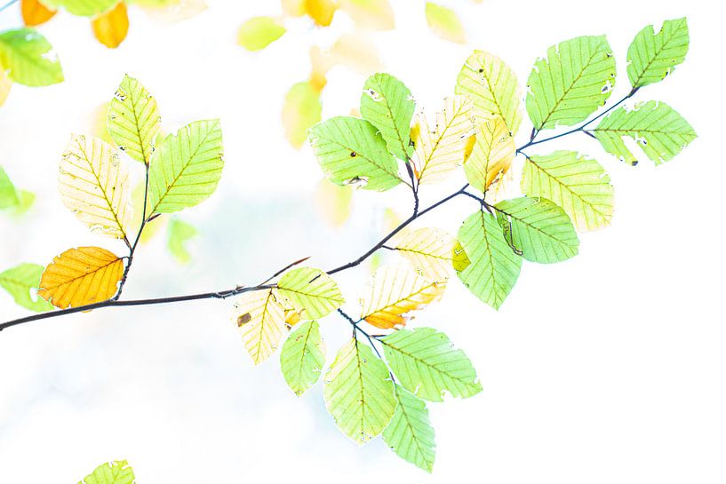 beech leaves by Ria Bloemendaal
