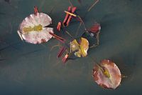 Lilies on the water