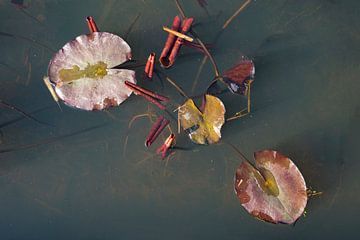 Lilies on the water by Ineke Verbeeck