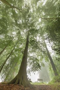 Bench under beech trees in morning mist