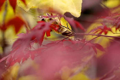 Automne (II)