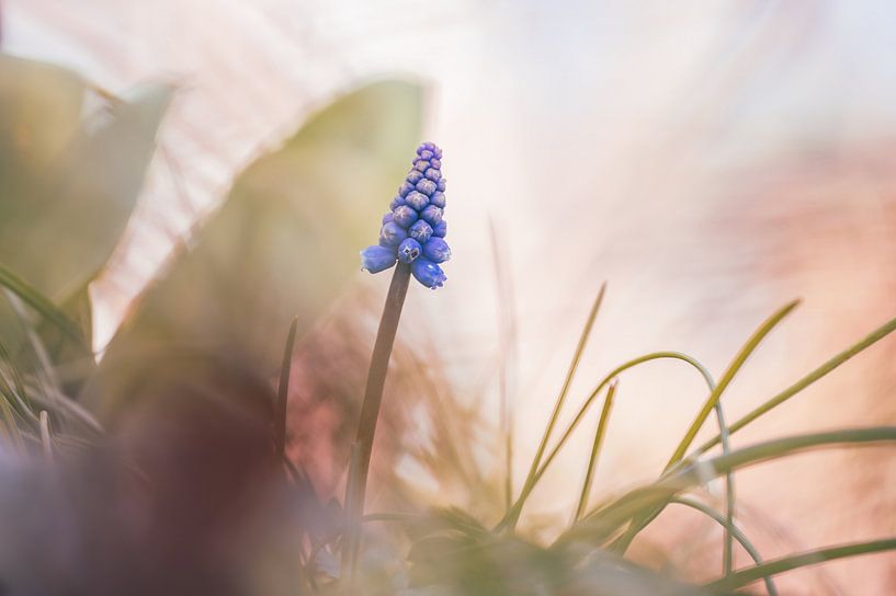 fleurs partie 360 par Tania Perneel