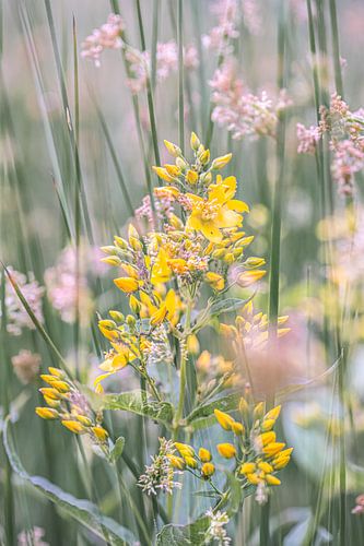Dreamy Yellow: Representation of the Great Cedar Oak