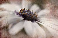 Bloemenwit
