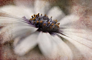 Blüte in Weiß - Bloem wit