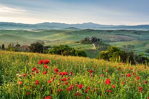 Lente in Toscane van Michael Valjak