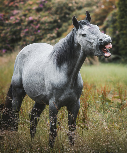 „The Laughing Grey“ – Ausdrucksstarkes Pferdeporträt