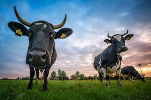 Trois vaches et une cigogne sur Jeroen Lagerwerf