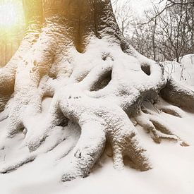 Rooted by Drenthograaf