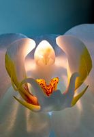 Orchid in bleulight #2