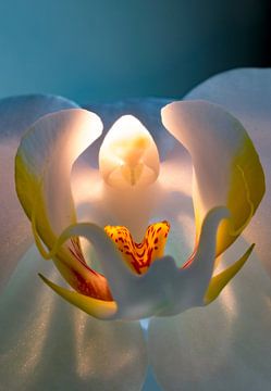 Orchid in bleulight #2 by Henry van Schijndel