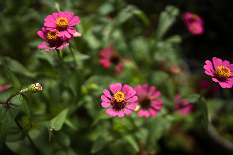 Glanz der Zinnien in voller Blüte von Frank Photos