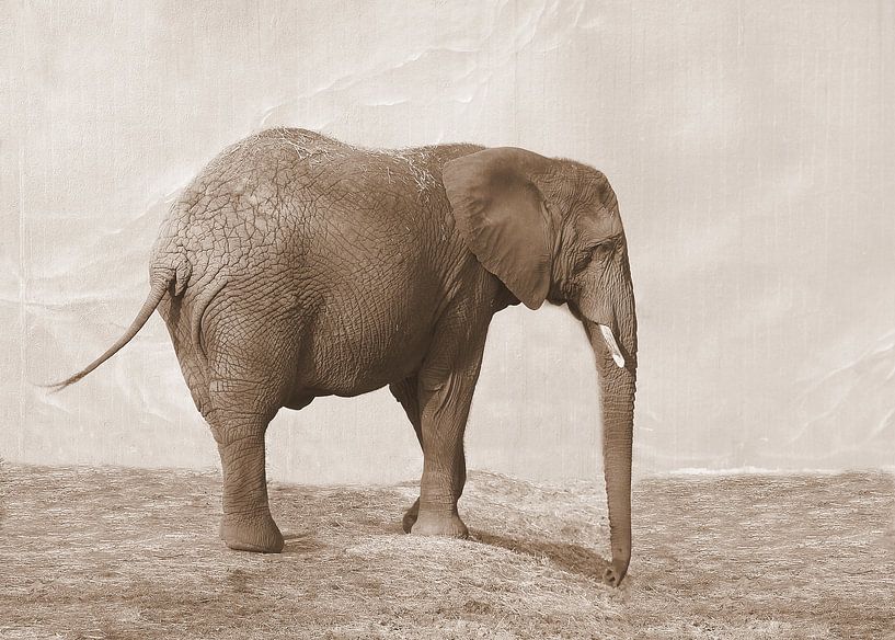 Elephant in sepia by Jose Lok