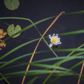 Waterlelie in bloei van Jaap De Vries