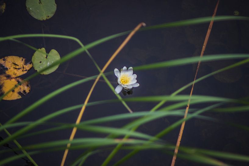 Blühende Seerose von Jaap De Vries