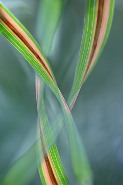 herbe d'automne par fantasina