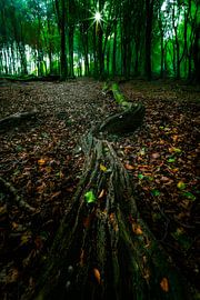 Das Speulderbos im Herbst von Roy Poots