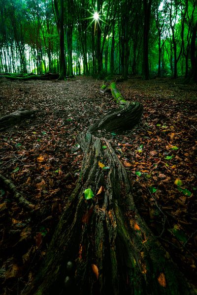 Het Speulderbos in de herfst van Roy Poots