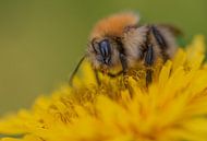 Field Bumblebee by Rianne Kugel thumbnail