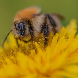 Field Bumblebee by Rianne Kugel