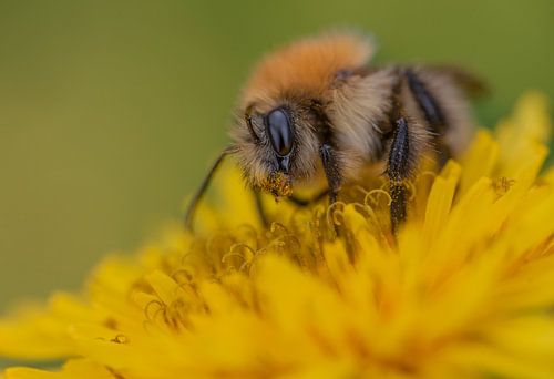 Field Bumblebee by Rianne Kugel
