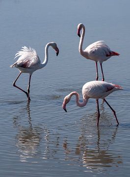 Flamingo's in de Camarque van Kees Rustenhoven