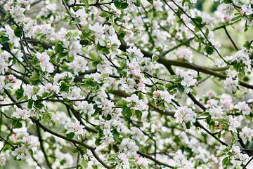 Blütenbaum von Jan Maur