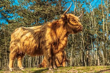 Schotse Hooglanders