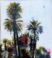 Palmbomen