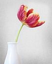 Tulpe#4 von gerlinde de haas Miniaturansicht