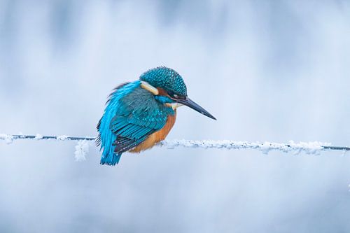 Kingfisher in winter, Alcedo Atthis