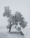 Winter Tree van Ben De Winter thumbnail