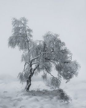Winter Tree