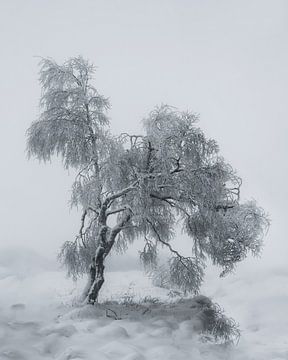 Winter Tree van Ben De Winter