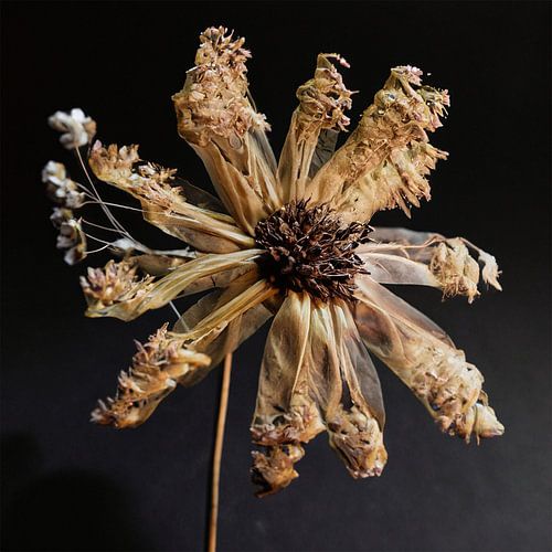 The still life of dried flowers