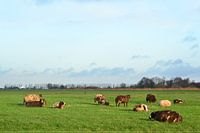 Moutons dans les terres agricoles, Doezum, Groningen