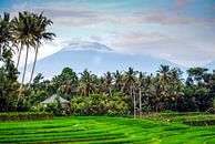 Rice field with mountain and palm trees in Bali Indonesia by Dieter Walther thumbnail