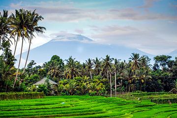 Rice field with mountain and palm trees in Bali Indonesia by Dieter Walther