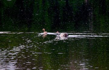 Kraanvogels op een meer van Thomas Jäger