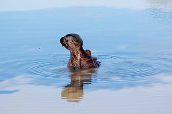 Hippopotamus im stillen Wasser