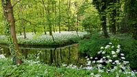 Cronesteyn Leiden van Miranda Bos thumbnail