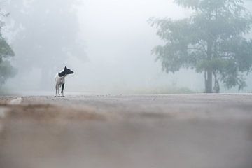 een mooie hond in de mist van Marcel Derweduwen