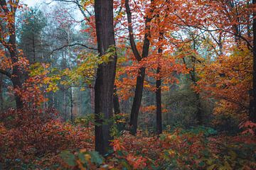 Forêt d'automne