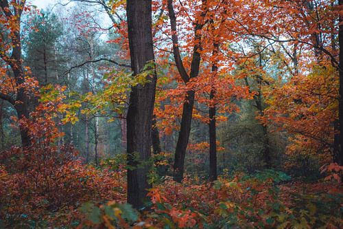 Herbstwald