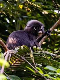 Brillangoer van Danny van den Barselaar